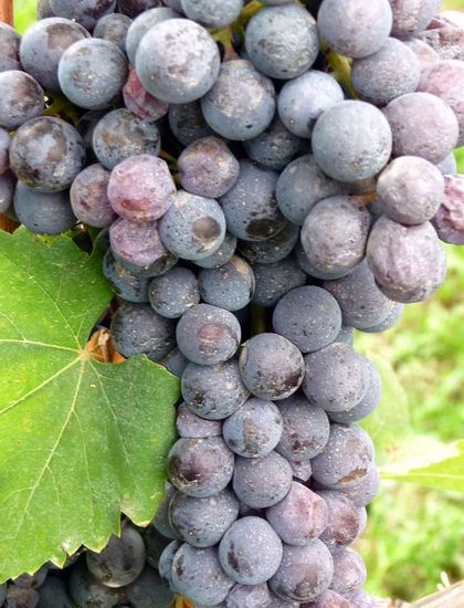 Nebbiolo Weine beim Weinversand Vinatis online kaufen.